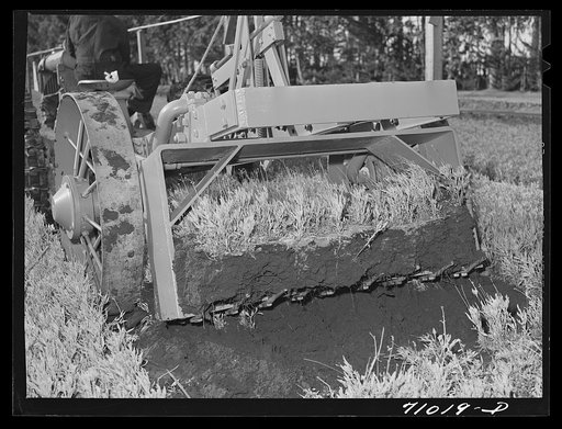 Salinas, California. Intercontinental Rubber Producers. Digger of seedlings in the guayule nursery