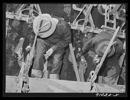 Salinas, California. Intercontinental Rubber Producers. Men on the machine are transplanting guayule seedlings into the field. All machines used in guayule culture were designed and built in the company shops, mostly from standard parts