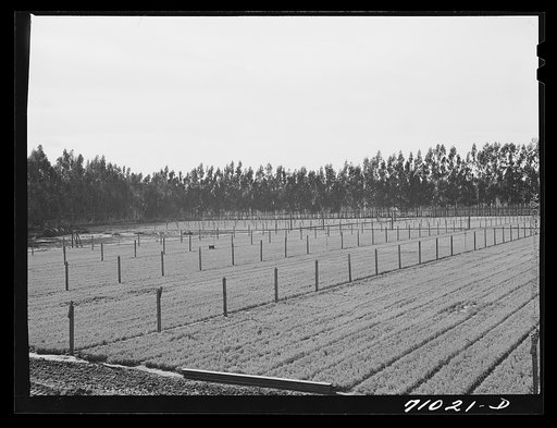 Untitled photo, possibly related to: Salinas, California. Intercontinental Rubber Producers. Guayule seedlings in the nursery. Elevated irrigation pipes are installed throughout. There are approximately 70,000 seedlings to the acre in the nursery