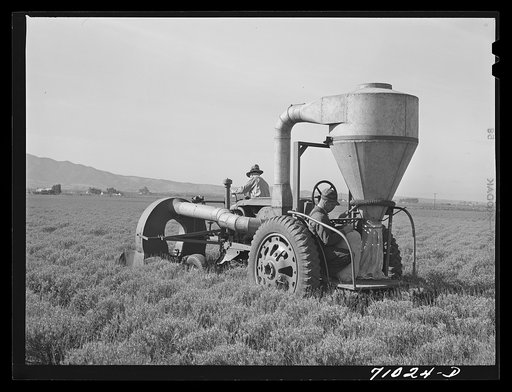 Salinas, California. Intercontinental Rubber Producers. Gathering guayule seed with a vacuum machine