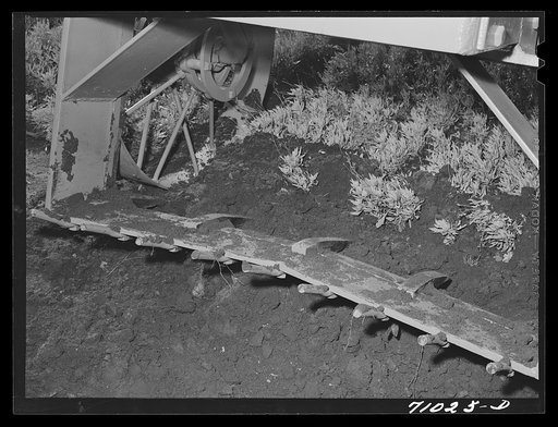 Salinas, California. Intercontinental Rubber Producers. Digger of guayule seedlings in the nursery