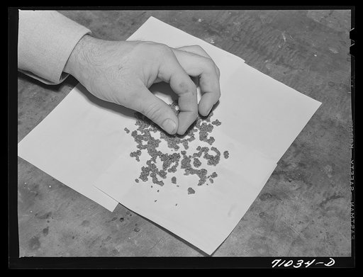 Salinas, California. Guayule rubber "worms," the form that the rubber assumes as the bagasse sinks to the bottom of settling tanks at Intercontinental Rubber Producers