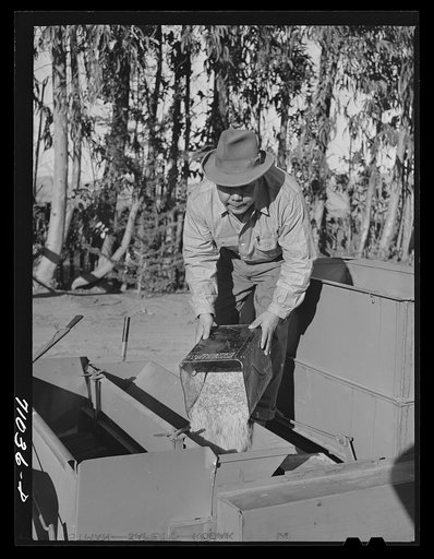 Salinas, California. Putting seed into the planter used in guayule nursery of the Intercontinental Rubber Producers