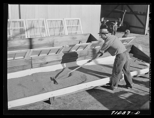 Salinas, California. Spreading guayule seed out for drying in the nursery of the Intercontinental Rubber Producers