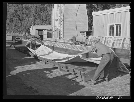Salinas, California. Putting guayule seed into flats for drying at the Intercontinental Rubber Producers