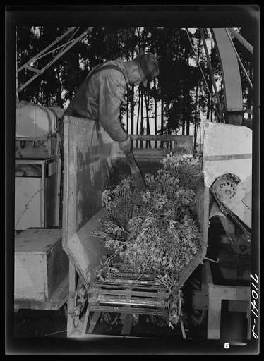 Salinas, California. Guayule plants in demonstration go into the chopper on combined harvester and chopper at the Intercontinental Rubber Producers