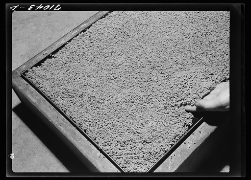 Guayule rubber "worms." Salinas, California. In the factory the guayule shrub is put through various choppers and chrushers while mixed with liquids. After being crushed and rolled it goes to settling tanks, where these worms from as the bagasse sink to the bottom. Later the worms are dried and go t