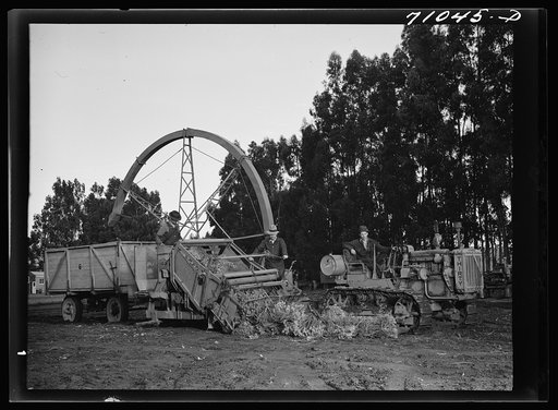 Salinas, California. Demonstration of combined guayule harvester and chopper at the Intercontinental Rubber Producers