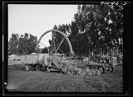 Salinas, California. Demonstration of combined guayule harvester and chopper at the Intercontinental Rubber Producers