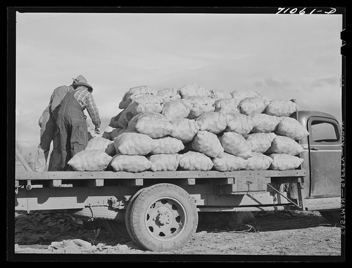 Sacked potatoes on truck for transportation to the railroad. Klamath County, Oregon
