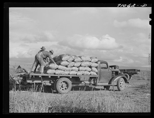 Sacked potatoes on truck for transportation to the railroad. Klamath County, Oregon
