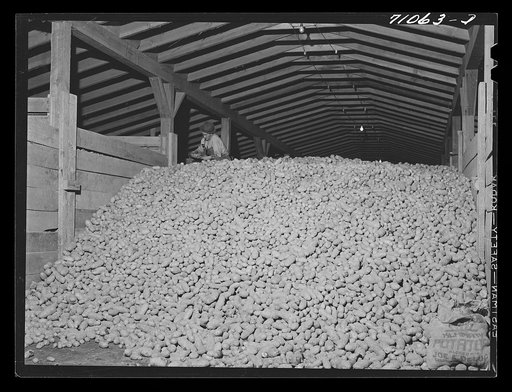 Potatoes in cellar, Klamath County, Oregon. More than 5000 carloads of potatoes are shipped from this county annually