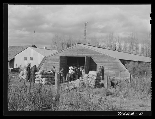 Klamath County, Oregon. Potato cellar with men sacking potatoes for shipment