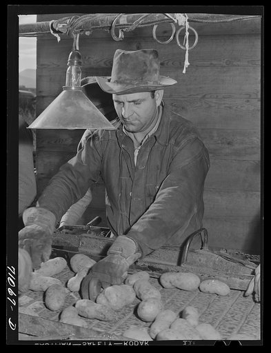 Sacker selects potatoes for size and quality at Klamath County, Oregon