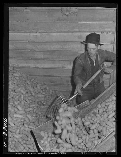 Untitled photo, possibly related to: Potatoes in storage cellar at end of season. Merrill, Klamath County, Oregon
