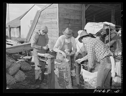 Weighing and sewing up sacks of potatoes. Klamath County, Oregon