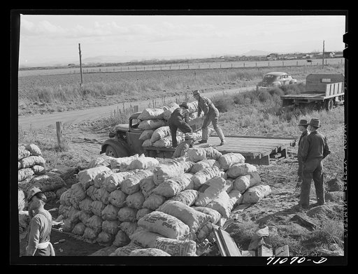 Loading sacked potatoes onto truck for transportation to railroad cars. Klamath County, Oregon