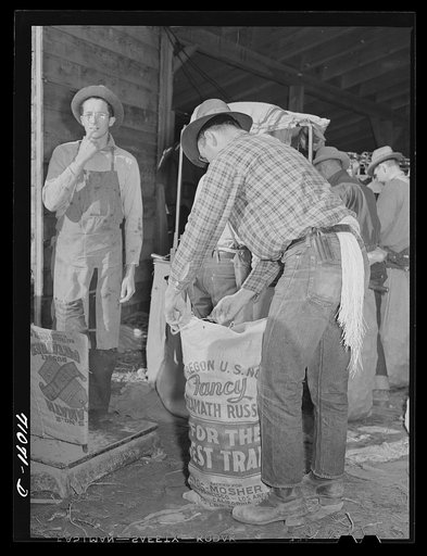 Sewing up sack of potatoes. Klamath County, Oregon