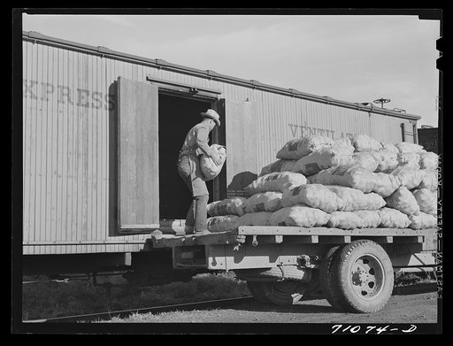Loading sacked potatoes into railroad car. Klamath County, Oregon