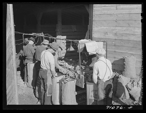 Grading and sacking potatoes at cellar. Klamath County, Oregon