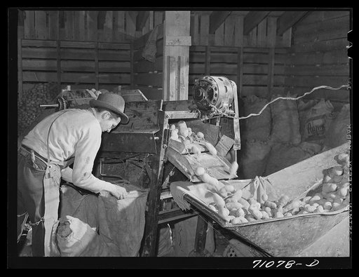 Potatoes coming through cleaning apparatus at the cellar where they are being sacked. Klamath County, Oregon