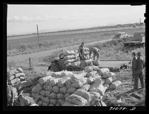 Untitled photo, possibly related to: Loading sacked potatoes onto truck for transportation to railroad cars. Klamath County, Oregon