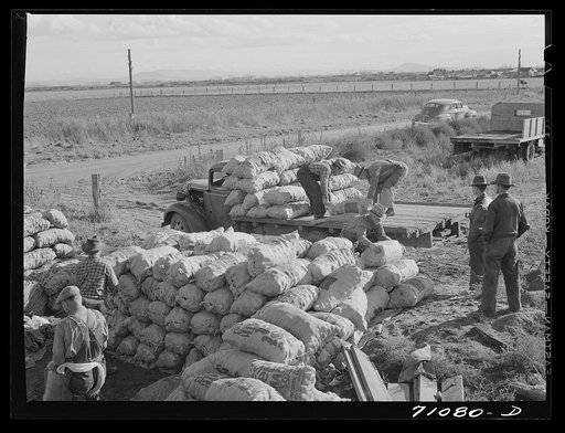Sacked potatoes. Klamath County, Oregon