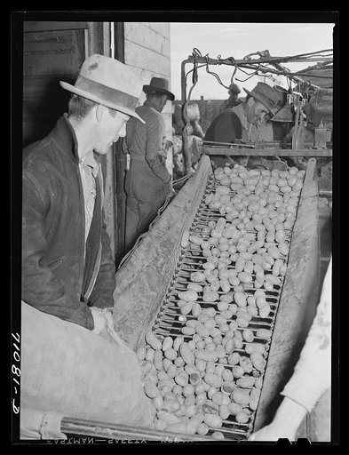 Small potatoes, dirt, sticks, etc., drop through the bars to ground below as potatoes are cleaned, graded and sacked at the cellar. Klamath County, Oregon