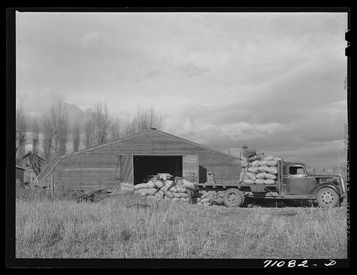 Potato cellar with sacked potatoes which will be shipped out by rail. Klamath County, Oregon
