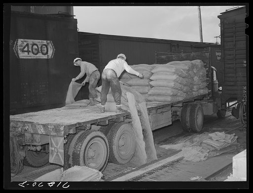 Petaluma, Sonoma County, California. Dumping grain into a bin which is below the open grills. The grain will then go into an elevator for storage