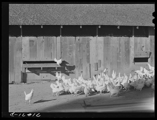 Untitled photo, possibly related to: Sonoma County, California. Chickens