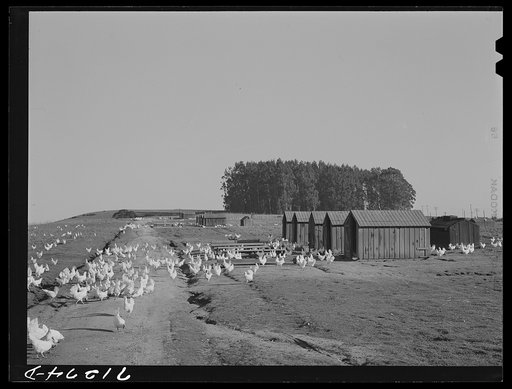Untitled photo, possibly related to: Sonoma County, California. Chickens on a ranch