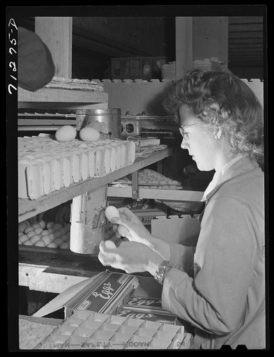 Petaluma, Sonoma County, California. Candling eggs in an egg packing plant