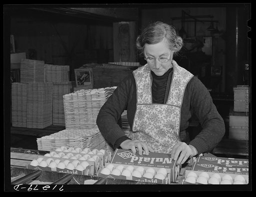 Petaluma, Sonoma County, California. Packing eggs into cartons