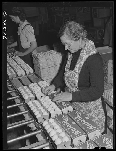 Petaluma, Sonoma County, California. Packing eggs into cartons