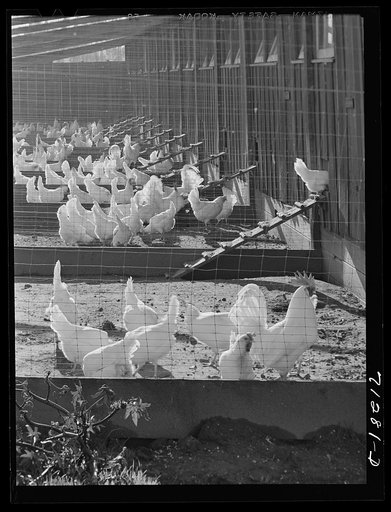 Sonoma County, California. Chickens on a ranch