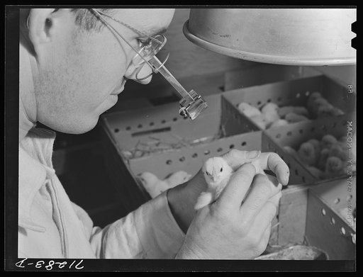 Untitled photo, possibly related to: Sonoma County, California. Determining the sex of a baby chick at a hatchery