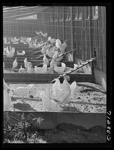 Untitled photo, possibly related to: Sonoma County, California. Chickens on a ranch