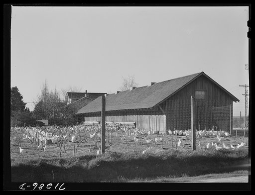 Sonoma County, California. White leghorns in a chicken yard. The area centered at Petaluma produces eggs on a large scale, using only single-comb white leghorns