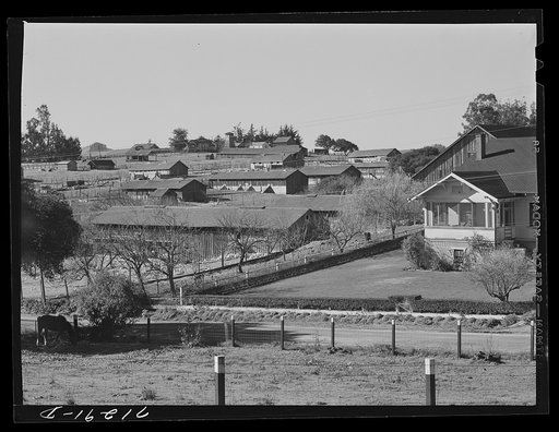 Untitled photo, possibly related to: Petaluma, Sonoma County, California (vicinity). Chicken houses dot the landscape