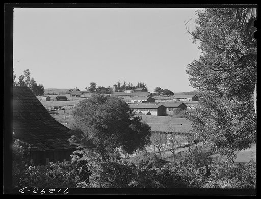 Untitled photo, possibly related to: Petaluma, Sonoma County, California (vicinity). Chicken houses dot the landscape