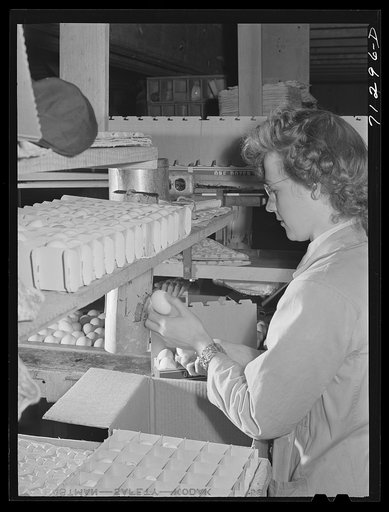 Untitled photo, possibly related to: Petaluma, Sonoma County, California. Candling eggs in an egg packing plant