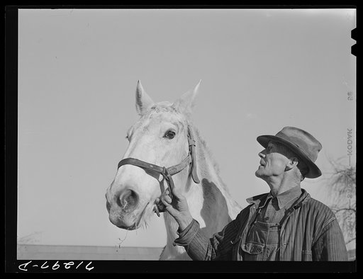 Sonoma County, California. Foreman on a chicken ranch