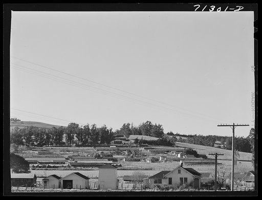 "[Untitled photo, possibly related to:  Petaluma, Sonoma County, California. Chicken houses and chickens eating. Chickens are raised exclusively for their eggs in this county]"