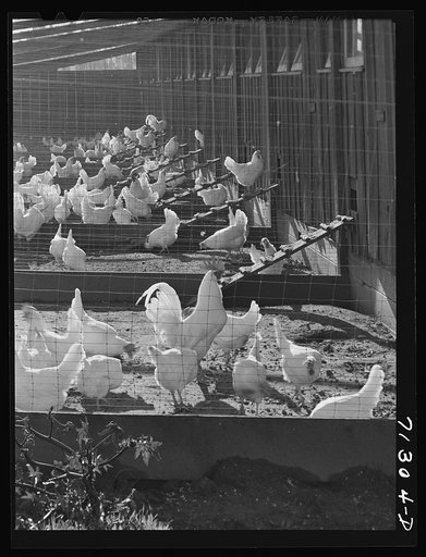 Untitled photo, possibly related to: Sonoma County, California. Chickens on a ranch