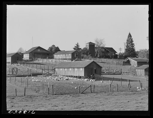 Petaluma, Sonoma County, California. Chicken houses
