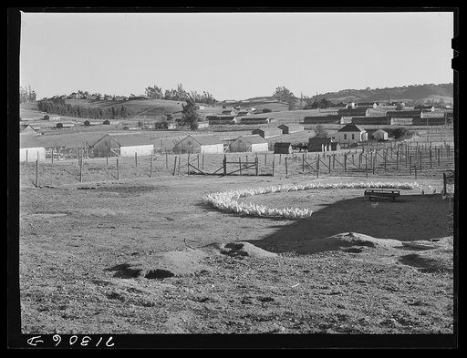 Petaluma, Sonoma County, California. Chicken houses and chickens eating. Chickens are raised exclusively for their eggs in this county