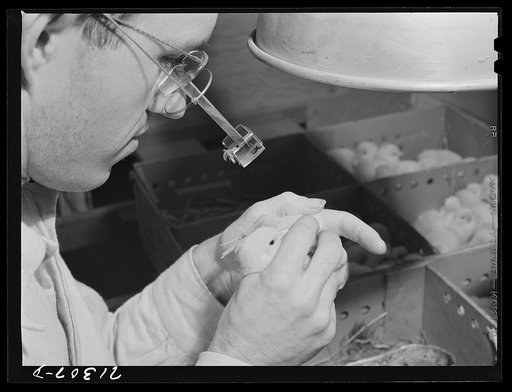 Sonoma County, California. Determining the sex of a baby chick at a hatchery