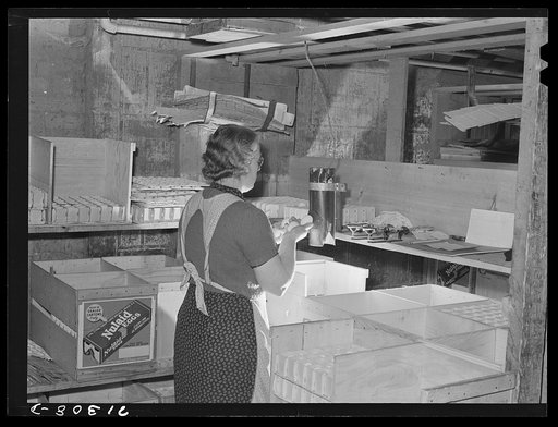 Petaluma, Sonoma County, California. Candling eggs at an egg packing plant