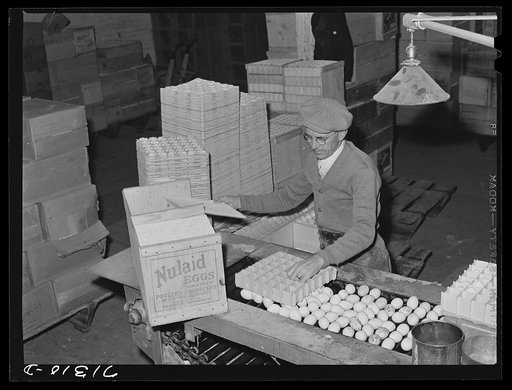 Petaluma, Sonoma County, California. Packing eggs